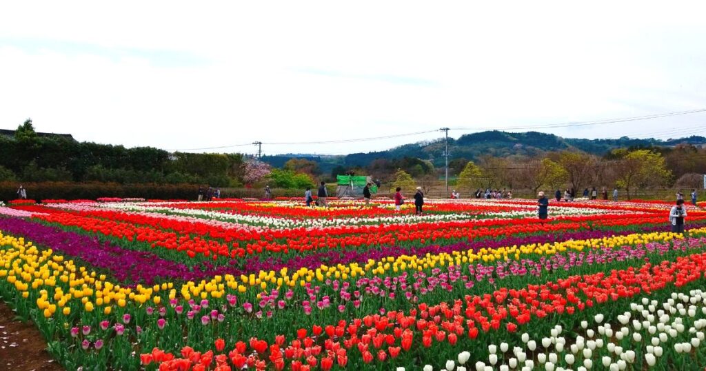 秦野戸川公園